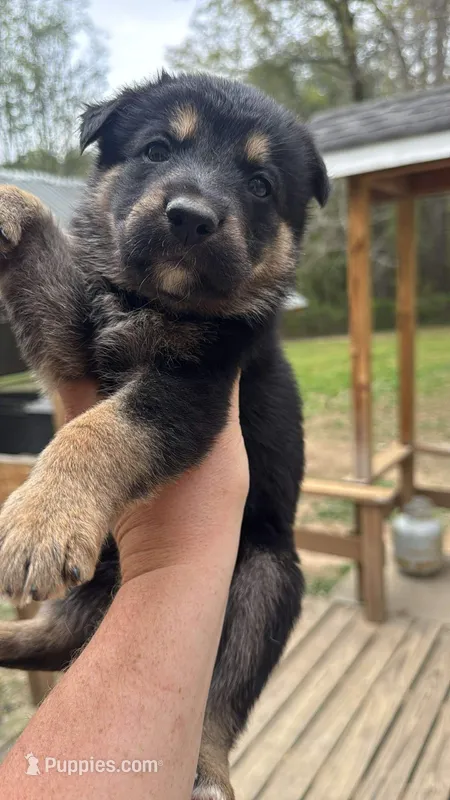 Pickles  – German Shepherd Dog puppy for sale in LaGrange, GA