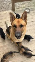 Pickles , a male German Shepherd Dog for sale in LaGrange, GA – 7 of 9