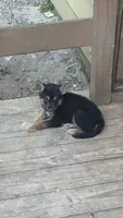 Pickles , a male German Shepherd Dog for sale in LaGrange, GA – 5 of 9