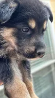 Pickles , a male German Shepherd Dog for sale in LaGrange, GA – 3 of 9