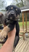 Pickles , a male German Shepherd Dog for sale in LaGrange, GA – 6 of 9