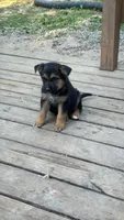 Pickles , a male German Shepherd Dog for sale in LaGrange, GA – 9 of 9