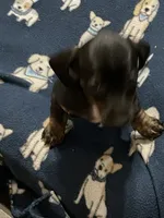 Peanut, a female Dachshund for sale in Midway, TX – 3 of 6
