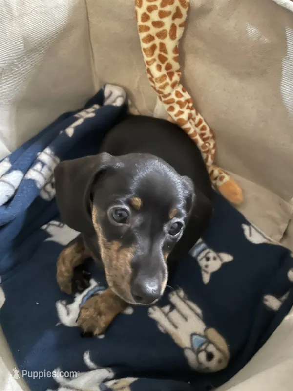 Sweet Jew – Dachshund puppy for sale in Midway, TX