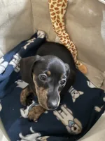 Sweet Jew, a female Dachshund for sale in Midway, TX – 1 of 3