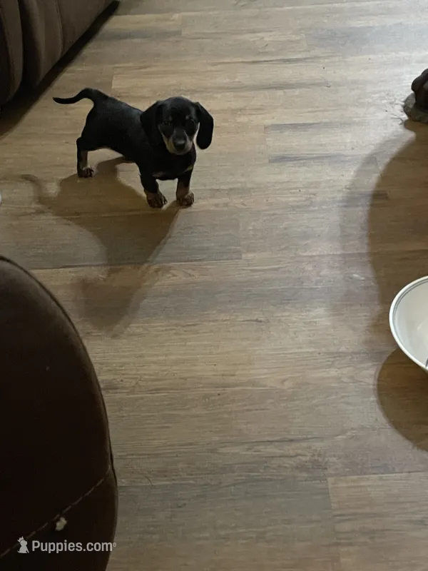Babiegirl – Dachshund puppy for sale in Midway, TX