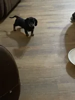 Babiegirl, a female Dachshund for sale in Midway, TX – 1 of 3