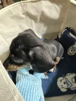 Annie Runt, a female Dachshund for sale in Midway, TX – 2 of 9