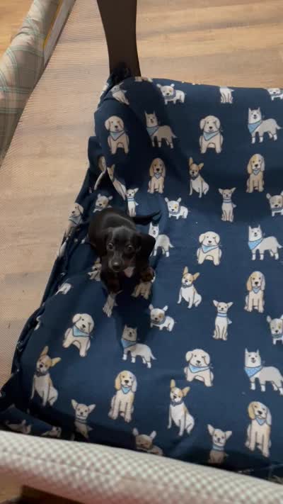 Peanut, a female Dachshund for sale in Midway, TX – 5 of 6