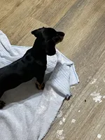 Babiegirl, a female Dachshund for sale in Midway, TX – 2 of 3
