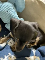 Annie Runt, a female Dachshund for sale in Midway, TX – 6 of 9