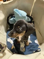 Annie Runt, a female Dachshund for sale in Midway, TX – 4 of 9