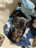 Annie Runt, a female Dachshund for sale in Midway, TX – 8 of 9