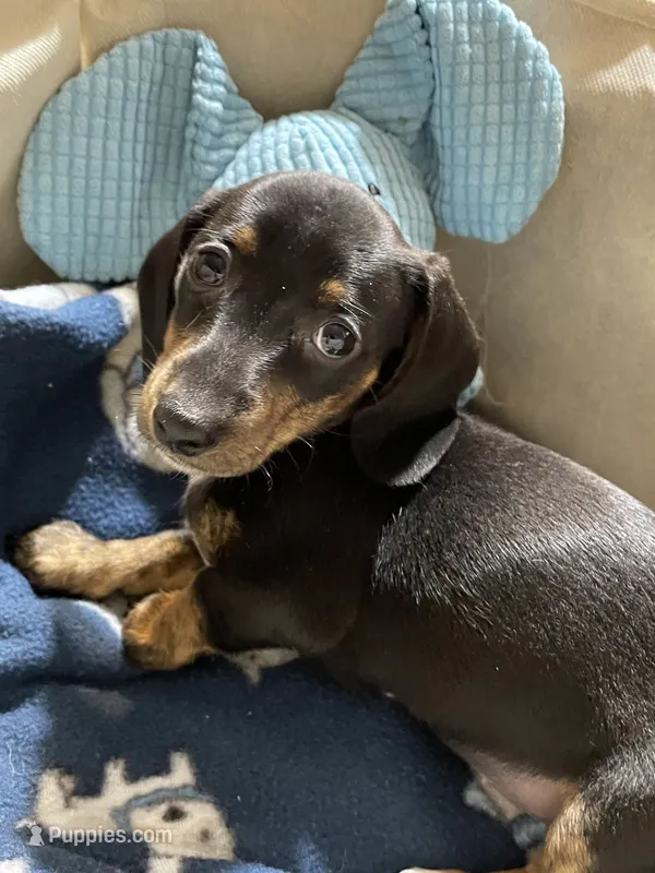 Annie Runt – Dachshund puppy for sale in Midway, TX