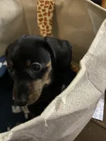 Sweet Jew, a female Dachshund for sale in Midway, TX – 2 of 3