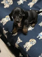 Peanut, a female Dachshund for sale in Midway, TX – 2 of 6