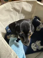 Annie Runt, a female Dachshund for sale in Midway, TX – 3 of 9