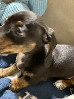 Annie Runt, a female Dachshund for sale in Midway, TX – 7 of 9