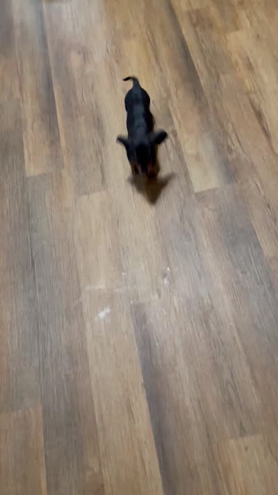 Babiegirl, a female Dachshund for sale in Midway, TX – 3 of 3