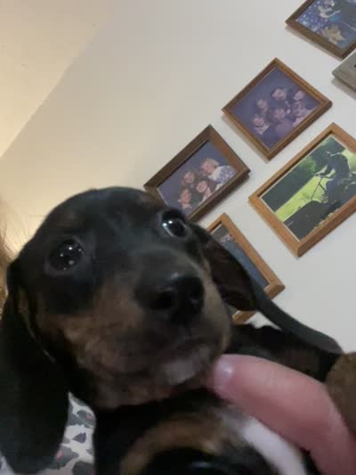 Annie Runt, a female Dachshund for sale in Midway, TX – 9 of 9