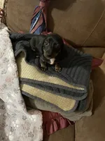 Peanut, a female Dachshund for sale in Midway, TX – 6 of 6