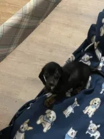 Peanut, a female Dachshund for sale in Midway, TX – 4 of 6