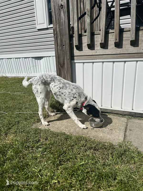 Bell – Australian Cattle Dog puppy for sale in Syracuse, IN