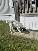 Bell, a female Australian Cattle Dog for sale in Syracuse, IN – 1 of 1