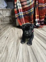 processed/86e1ba1f-af4f-463c-98c9-1c11634bfa43/listing/9292c059-3502-4b7e-82a8-54614101fdea/79e4fa1e-3e00-4a29-8a2d-f7829ea33e06