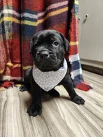 processed/86e1ba1f-af4f-463c-98c9-1c11634bfa43/listing/c684aa00-7e7e-4ede-ae16-9ce1f0d42ff8/2bfddba1-1c80-4700-a33e-ca172a32692e