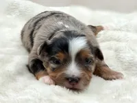 Crystal, a female Toy Australian Shepherd for sale in Carmichael, CA – 3 of 10