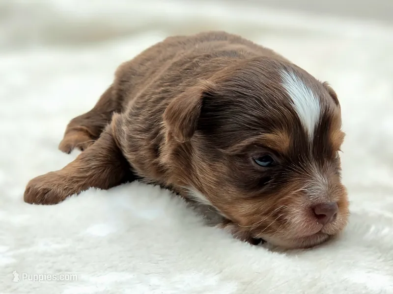 Stone – Toy Australian Shepherd puppy for sale in Carmichael, CA
