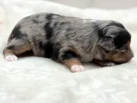 Crystal, a female Toy Australian Shepherd for sale in Carmichael, CA – 8 of 10