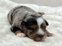 Crystal, a female Toy Australian Shepherd for sale in Carmichael, CA – 4 of 10
