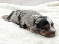 Crystal, a female Toy Australian Shepherd for sale in Carmichael, CA – 7 of 10