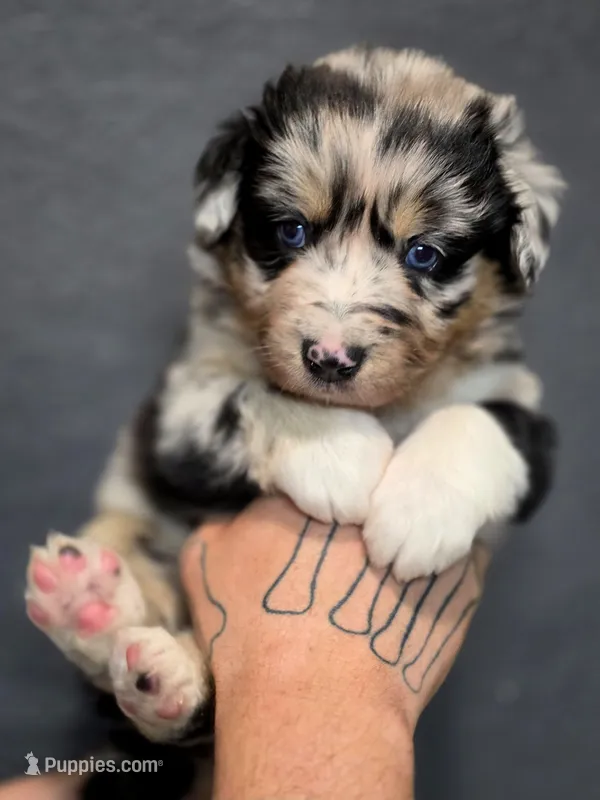 Indi – Australian Shepherd puppy for sale in Carmichael, CA