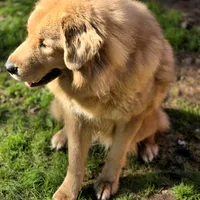 Trouble, a female Tibetan Mastiff for sale in Carmichael, CA – Photo 8 of 10