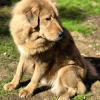 Trouble, a female Tibetan Mastiff for sale in Carmichael, CA – Photo 10 of 10