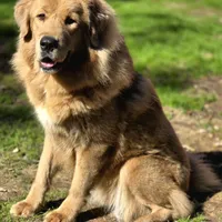 Trouble, a female Tibetan Mastiff for sale in Carmichael, CA – Photo 3 of 10