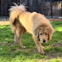 Trouble, a female Tibetan Mastiff for sale in Carmichael, CA – Photo 5 of 10