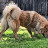 Trouble, a female Tibetan Mastiff for sale in Carmichael, CA – Photo 7 of 10