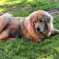 Trouble, a female Tibetan Mastiff for sale in Carmichael, CA – Photo 6 of 10