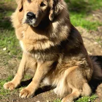 Trouble, a female Tibetan Mastiff for sale in Carmichael, CA – Photo 4 of 10