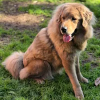 Trouble, a female Tibetan Mastiff for sale in Carmichael, CA – Photo 2 of 10