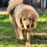 Trouble, a female Tibetan Mastiff for sale in Carmichael, CA – Photo 1 of 10