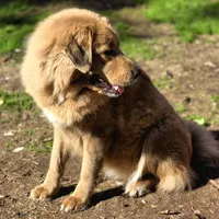 Trouble, a female Tibetan Mastiff for sale in Carmichael, CA – Photo 9 of 10