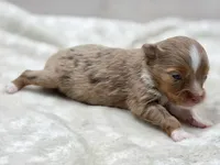 Ruby, a female Toy Australian Shepherd for sale in Carmichael, CA – 6 of 9