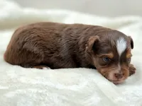 Stone, a male Toy Australian Shepherd for sale in Carmichael, CA – 2 of 10