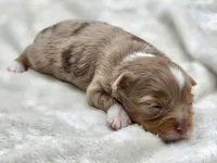 Gemma, a female Toy Australian Shepherd for sale in Carmichael, CA – 4 of 9