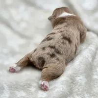 Gemma, a female Toy Australian Shepherd for sale in Carmichael, CA – 9 of 9